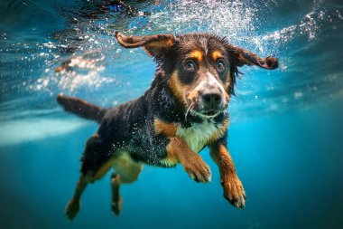 Yüzme havuzundaki köpeğin eğlenceli, zıplayan ve derinlere dalan bir su altı fotoğrafı. Yüzme havuzunda eğlenen, zıplayan, derinlere dalan bir köpeğin sualtı fotoğrafı.. 