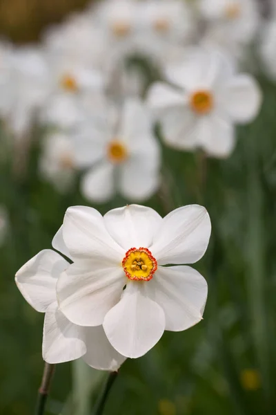 Narciso Flores Dia Ensolarado — Fotografia de Stock