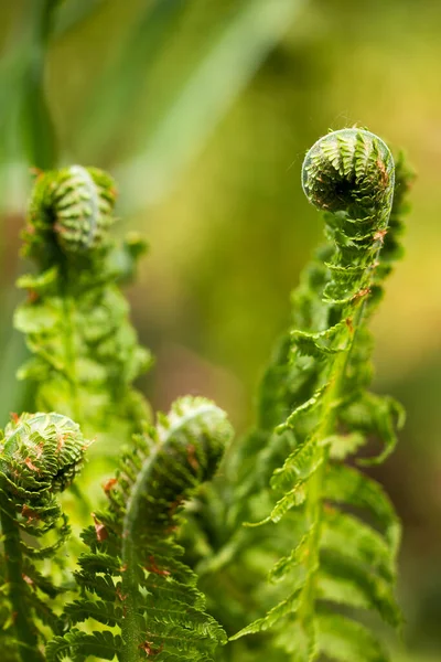 Spiral Young Fern Spring — Stock Photo, Image