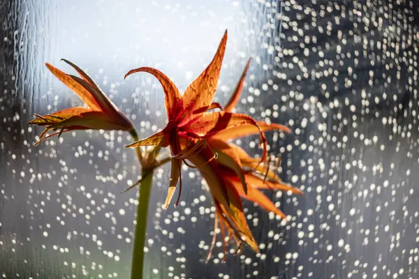 Orange Amaryllis Rainy Window Zdjęcia Stockowe bez tantiem