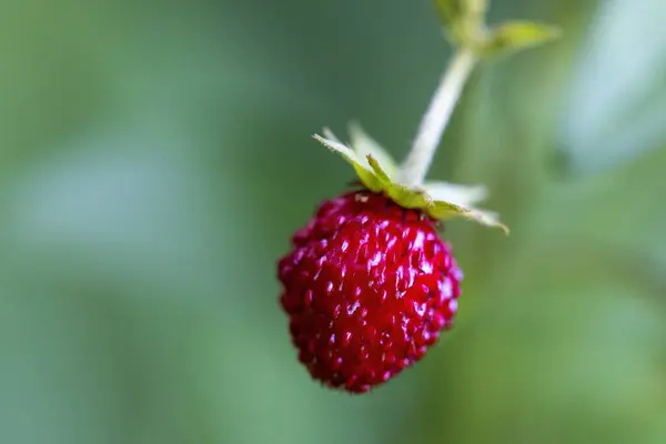 Single Strawberry Plant Obrazy Stockowe bez tantiem