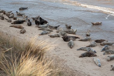Northen Sea seals in the United Kingdom, England, Horsay Gap beach winter season tourism. Friends of seals reserve wild nature. High quality photo
