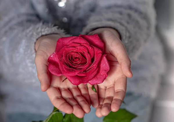 Fresh pink rose in hands. For you concept. High quality photo