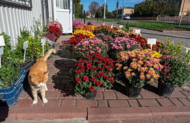 A cat walks near a flower shop. clipart