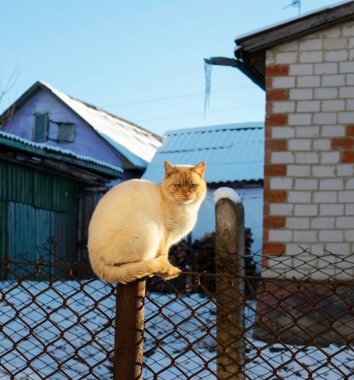 Çitin üzerindeki bir kedi kameraya poz veriyor..