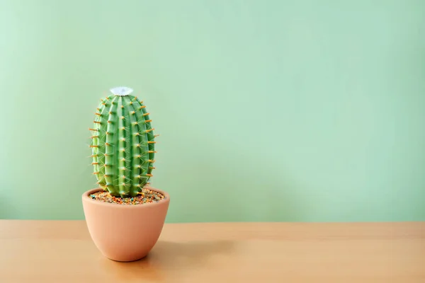 Kaktus Auf Einem Schreibtisch Mit Einem Surfgrünen Hintergrund — Stockfoto