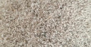 Hasat için hazır olan tahıl tarlasının havadan görünüşü