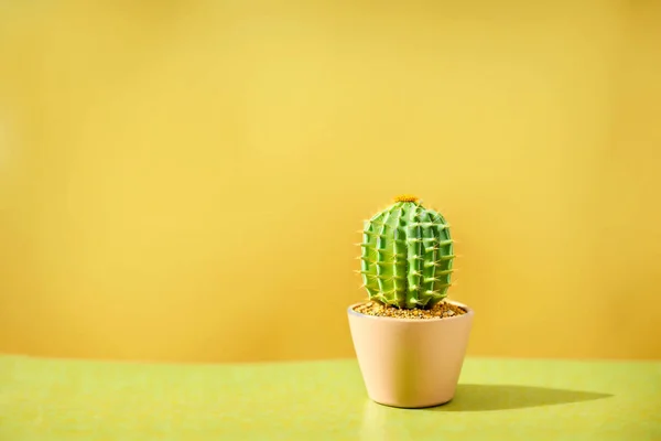 Kleiner Kaktus Topf Auf Einem Gelben Schreibtisch Mit Orangefarbenem Hintergrund — Stockfoto