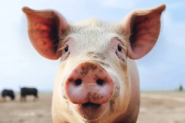 鼻の近くの農場の豚 ストックフォト