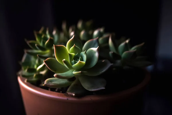 Close Succulent Plan Pot — Stock Photo, Image