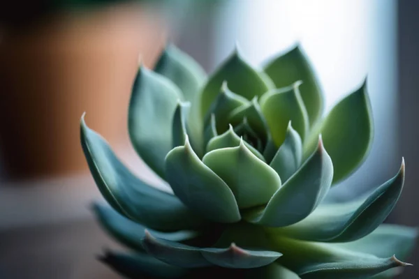 Nahaufnahme Einer Sukkulenten Zimmerpflanze — Stockfoto