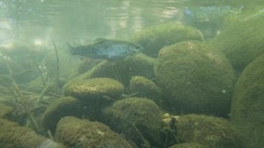 Küçük alabalıklar derede yüzerken akıntıyla savaşıyor.