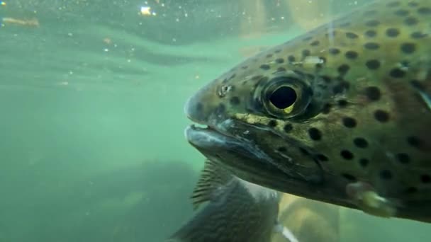 靠近水族馆里的鳟鱼 在水里游泳 — 图库视频影像