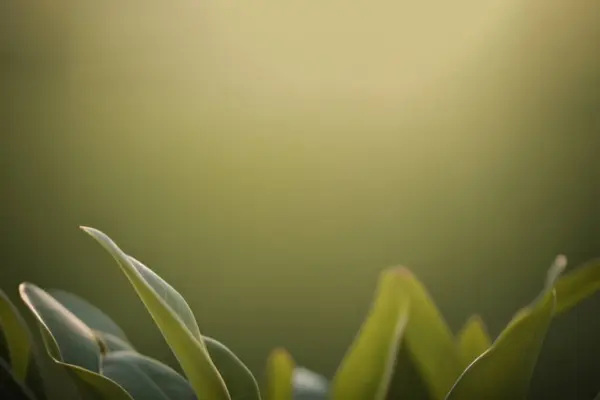 Nahaufnahme Von Pflanzenblättern Mit Herabfallendem Licht — Stockfoto