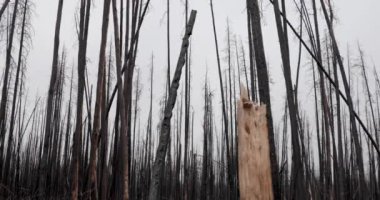 Orman yangınından sonra rüzgarda sallanan yanmış ağaçlar.