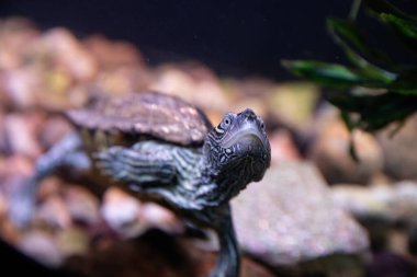 Akvaryumda yüzen bir kaplumbağanın yakın plan fotoğrafı. Kabuğundaki ve derisindeki ayrıntılı desenler görülebilir, dingin ve doğal bir ortam yaratıyor..