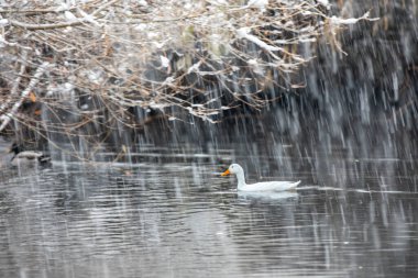 Bir ördek etrafında kar yağarken gölde yüzüyor. Görüntünün odak noktası ördek olduğu için manzara huzurlu ve huzurlu.