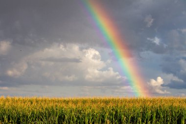 Gökyüzünde mısır tarlasının üstünde bir gökkuşağı görülür. Gökyüzü bulutlu ve güneş görünmüyor.