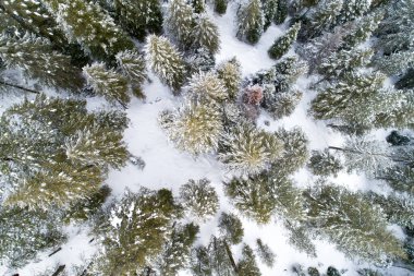 Karla kaplı ağaçlarla kaplı karlı bir orman. Ağaçlar uzun ve yeşil, ve kar onları kaplıyor. Karla kaplı ağaçlar bir sakinlik hissi yaratırken, resim huzurlu ve huzurlu bir ruh haline sahip.