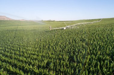 Ortasında fıskiye sistemi olan bir mısır tarlası. Mısır yemyeşil ve yemyeşil, ve fıskiye sistemi tarlaya su püskürtüyor. Büyüme ve bolluk kavramı