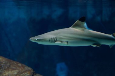 Bir köpekbalığı akvaryumda yüzüyor. Köpekbalığı büyüktür ve gövdesinde siyah beyaz bir desen vardır.