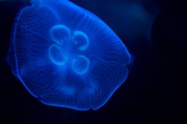 Bir denizanası mavi renkte gösterilir. Denizanası koyu mavi bir arka planda.