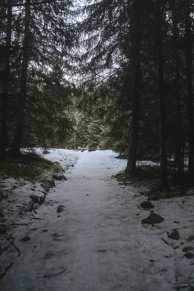 a path in a forest in a snow