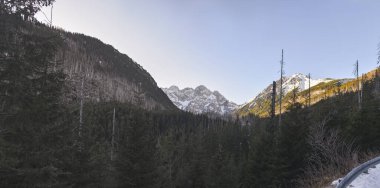 winter forest landscape with snow-capped mountains in the background