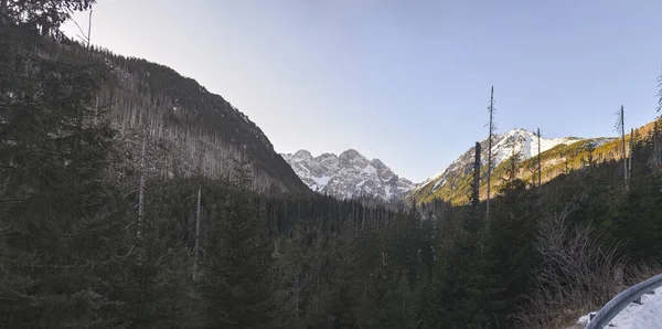winter forest landscape with snow-capped mountains in the background