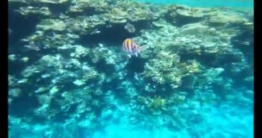 Mercan ile sualtı sahne