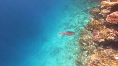 Mercan ile sualtı sahne