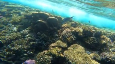 Mercan ile sualtı sahne
