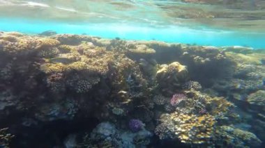 Mercan ile sualtı sahne