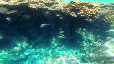 Mercan ile sualtı sahne