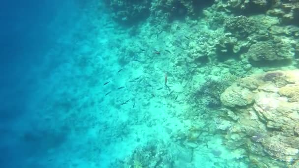 Podwodne Sceny Rafy Koralowej — Wideo stockowe