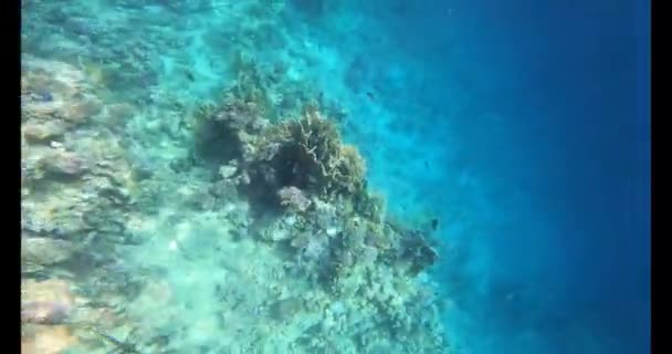 Víz Alatti Jelenetet Korallzátony — Stock videók