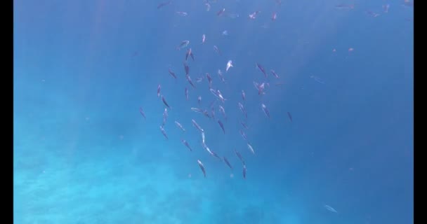 Podvodní Scény Coral Reef — Stock video