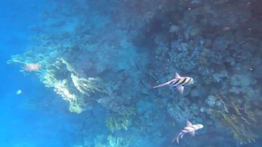 Mercan ile sualtı sahne