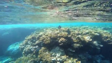 Mercan ile sualtı sahne