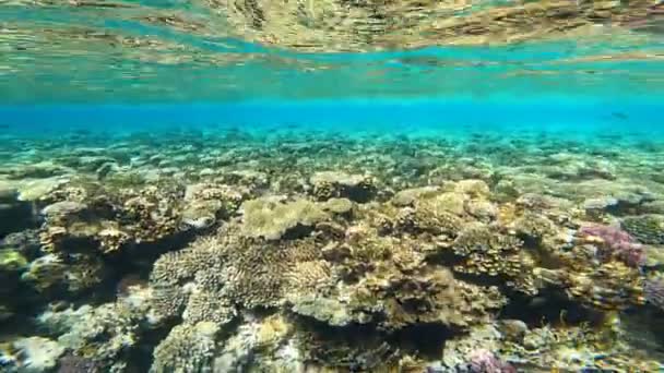 Unterwasserszene Mit Korallenriff — Stockvideo