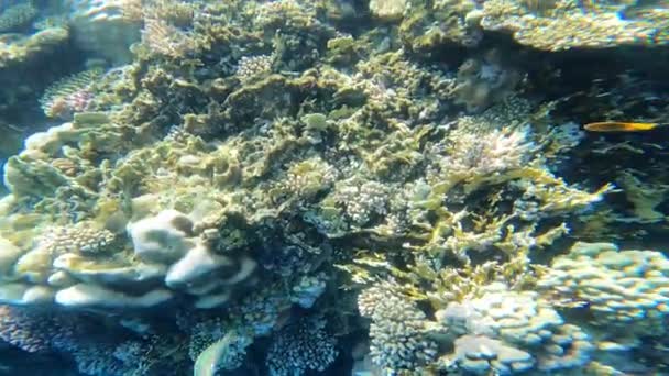 Escena Submarina Con Arrecife Coral — Vídeos de Stock