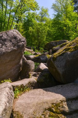 Ormanın güzel manzarası