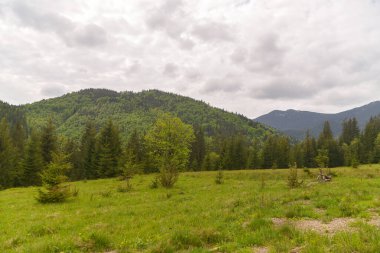 Arkasında ağaçlar ve ormanlar olan bir manzara. 