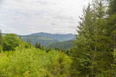 Dağ ormanlarının ve yeşil çimenlerin yaz manzarası. 