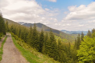Yazın dağ ormanları olan güzel bir manzara. 