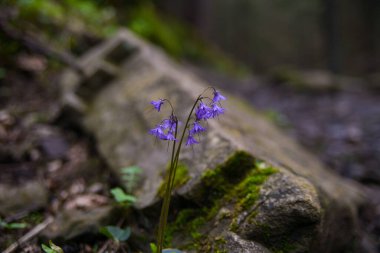 Bir bahar ormanından büyüyen mavi çiçekler. 