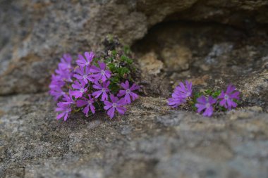 Kaya duvarında büyüyen mor çiçekler 