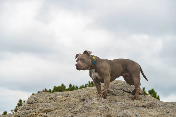 Cão Raça Cachorrinho Americano Valentão Uma Pedra Floresta Cão Está — Fotografia de Stock