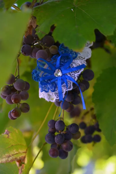 Üzümler Asmada — Stok fotoğraf