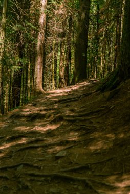 Ormanın güzel manzarası
